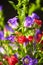 Bouquet of Canterbury bells purple flower blooming Campanula medium and red small carnations. Unpretentious and delicate violet