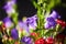 Bouquet of Canterbury bells purple flower blooming Campanula medium and red small carnations. Unpretentious and delicate violet