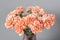 Bouquet of carnation flowers peach color. Spring background. Clove bunch present for Mothers Day.