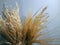 Bouquet of cereals. Dry stems of cereal plants. Wheat and oats. Background for a postcard