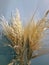 Bouquet of cereals. Dry stems of cereal plants. Wheat and oats. Background for a postcard