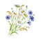 Bouquet chamomile blue wildflower watercolor