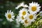Bouquet of chamomile, daisies, summer