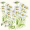 Bouquet chamomile watercolor