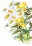 Bouquet chamomile wildflower watercolor