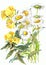Bouquet chamomile wildflower watercolor