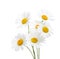 Bouquet of Chamomiles Ox-Eye Daisy isolated on a white background