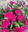 A bouquet of china pink, sweet William  flowers