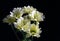 Bouquet of chrysanthemum