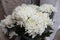Bouquet of Chrysanthemum morifolium white, caught in a local garden in late autumn