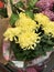 Bouquet of Chrysanthemums or Chrysanths flower.
