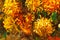 Bouquet of Chrysanthemums Oil Painting Detail