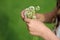 Bouquet of clover in girls hands