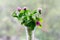 Bouquet of clover in a vase on bokeh background with a pattern of sunlight. Postcard concept