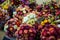 Bouquet of colored flowers in market.