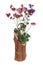 Bouquet of colorful aquilegia in wooden vase isolated