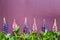 Bouquet of colorful lupins on a purple background