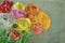 Bouquet of colorful ranunculus on green background