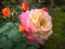 Bouquet of colorful roses with dew drops