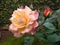 Bouquet of colorful roses with dew drops