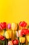 A bouquet of colorful tulips on a yellow background