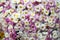 Bouquet colors of white chrysanthemums and lilac color. Floriculture, agriculture