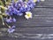 Bouquet of cornflowers, border daisy present petal natural chamomile on a black wooden background beauty