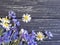 Bouquet of cornflowers, border fresh petal natural chamomile on a black wooden background