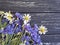 Bouquet of cornflowers, border fresh petal natural chamomile on a black wooden background beauty