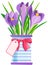 A bouquet of crocuses with leaves in a vase, violet saffron flower. Spring flowers flat illustration used for magazine