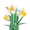 Bouquet of cute daffodils. Early spring flowers. Bright blossom. Blooming narcissuses. Cute colored cartoon image