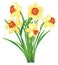 Bouquet of daffodils