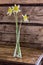 Bouquet of daffodils against the background of the old wooden walls