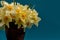 A bouquet of daffodils close-up in a clay vase. White daffodils with a yellow middle, useful for postcards, backgrounds, greetings