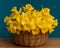 A bouquet of daffodils close-up in a wicker basket. White daffodils with a yellow middle, useful for postcards, backgrounds,