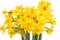 Bouquet of daffodils flower