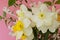 Bouquet of daffodils narcissus and cherry flowers on a pink ba