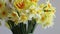 Bouquet of daffodils in vase on table against grey background. Fresh spring flowers