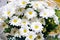 Bouquet of daisies