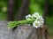 Bouquet daisies