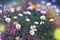 Bouquet of daisies in the field with fantasy colors. space for copy