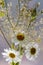 A bouquet of daisies and grass blades on a background of glass with water droplets. Beautiful delicate transparent floral backgrou