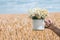 Bouquet of daisies in his hand. Golden wheat field.