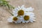 Bouquet of daisies lying on old wooden fragment