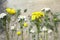 Bouquet daisy chamomile flowers on wooden garden table.