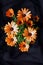 Bouquet of daisy flowers - African Daisy; Dimorphotheca Sinuata