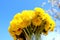 Bouquet of dandelions against the blue sky