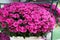 Bouquet of dark pink chrysanthemums close-up.