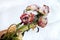 Bouquet of dead rose flowers in snow