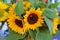 Bouquet with decorative sunflowers